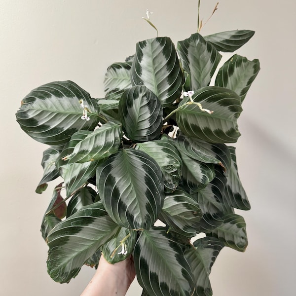 Maranta Silver Band Prayer Plant | 6 inch Pot | Live Plant - optional decorative pot