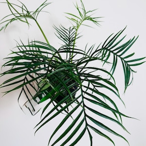 May include: A potted plant featuring long, slender, dark green fronds with a feathery, pinnate structure. The leaves are narrow and pointed, radiating outward from a central base, creating a dense, layered appearance with a deep green color.