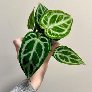 Anthurium Docblock X Brielle X Zara Hybrid Rare Plant - 2.7 Inch