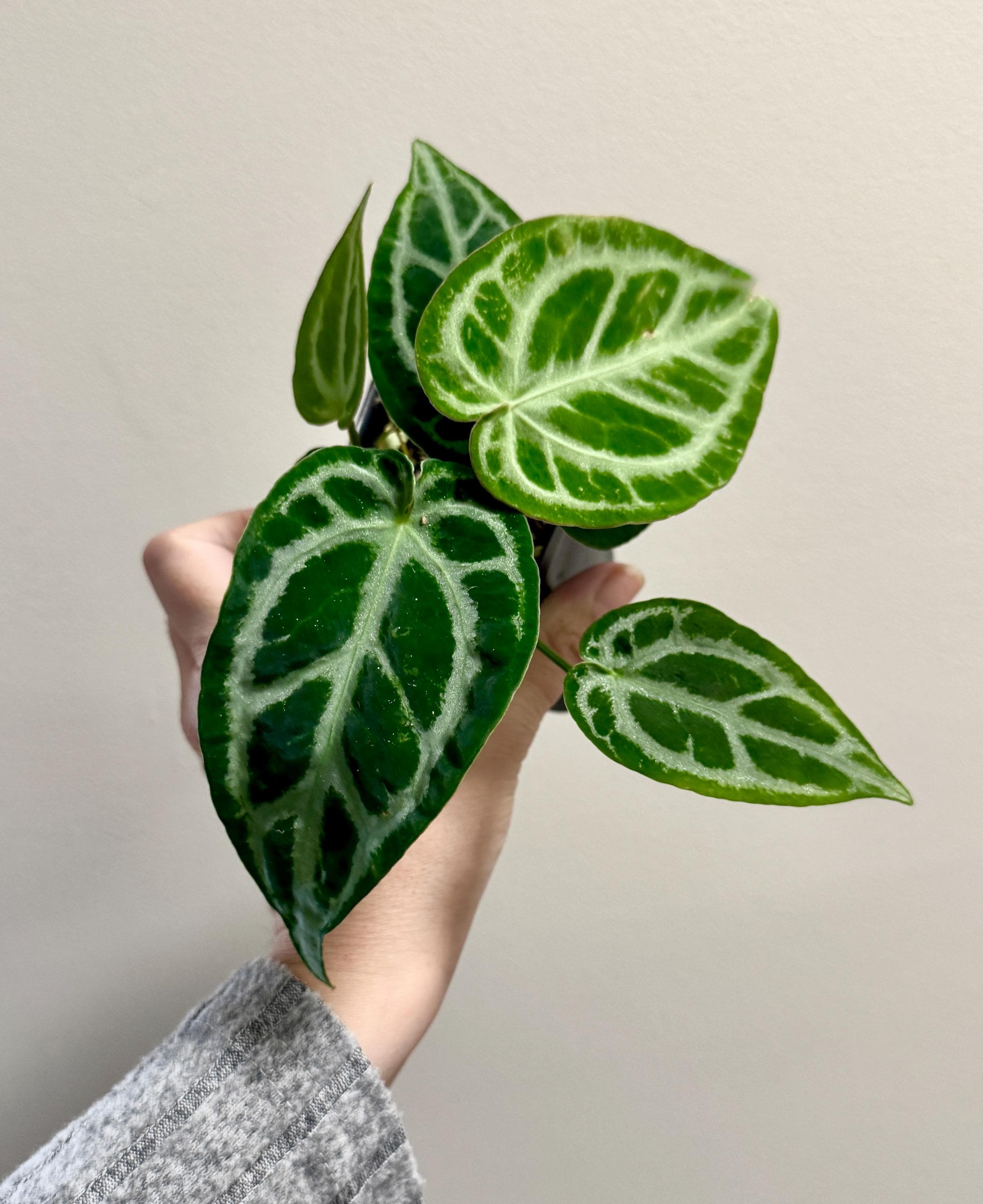Anthurium Docblock X Brielle X Zara Hybrid Rare Plant - 2.7 Inch