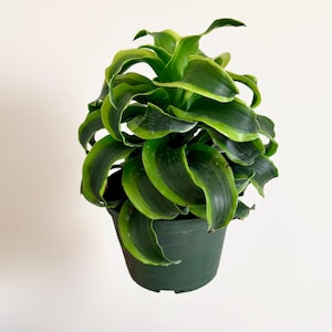 Dracaena fragrans Tornado 6 inch Pot - Live Plant - optional decorative pot