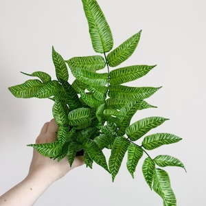 Striped Bamboo Fern Golden Zebra Plant - Live Plant - Rare Plant - 4" pot - optional decorative pot