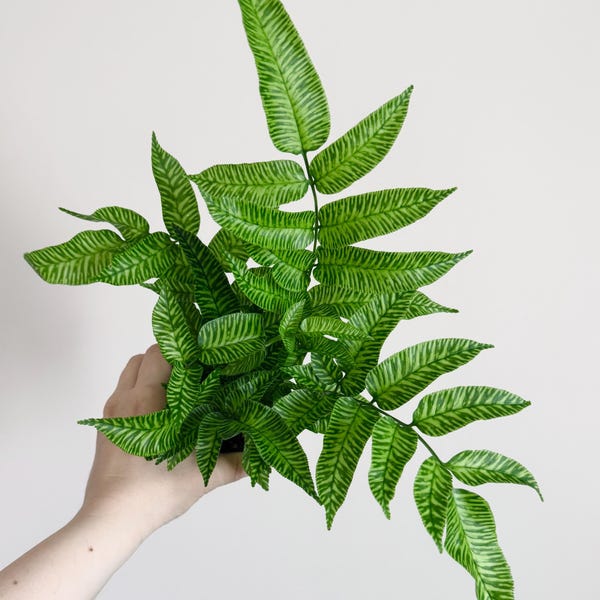 Striped Bamboo Fern Golden Zebra Plant - Live Plant - Plant - 4" pot - optional decorative pot
