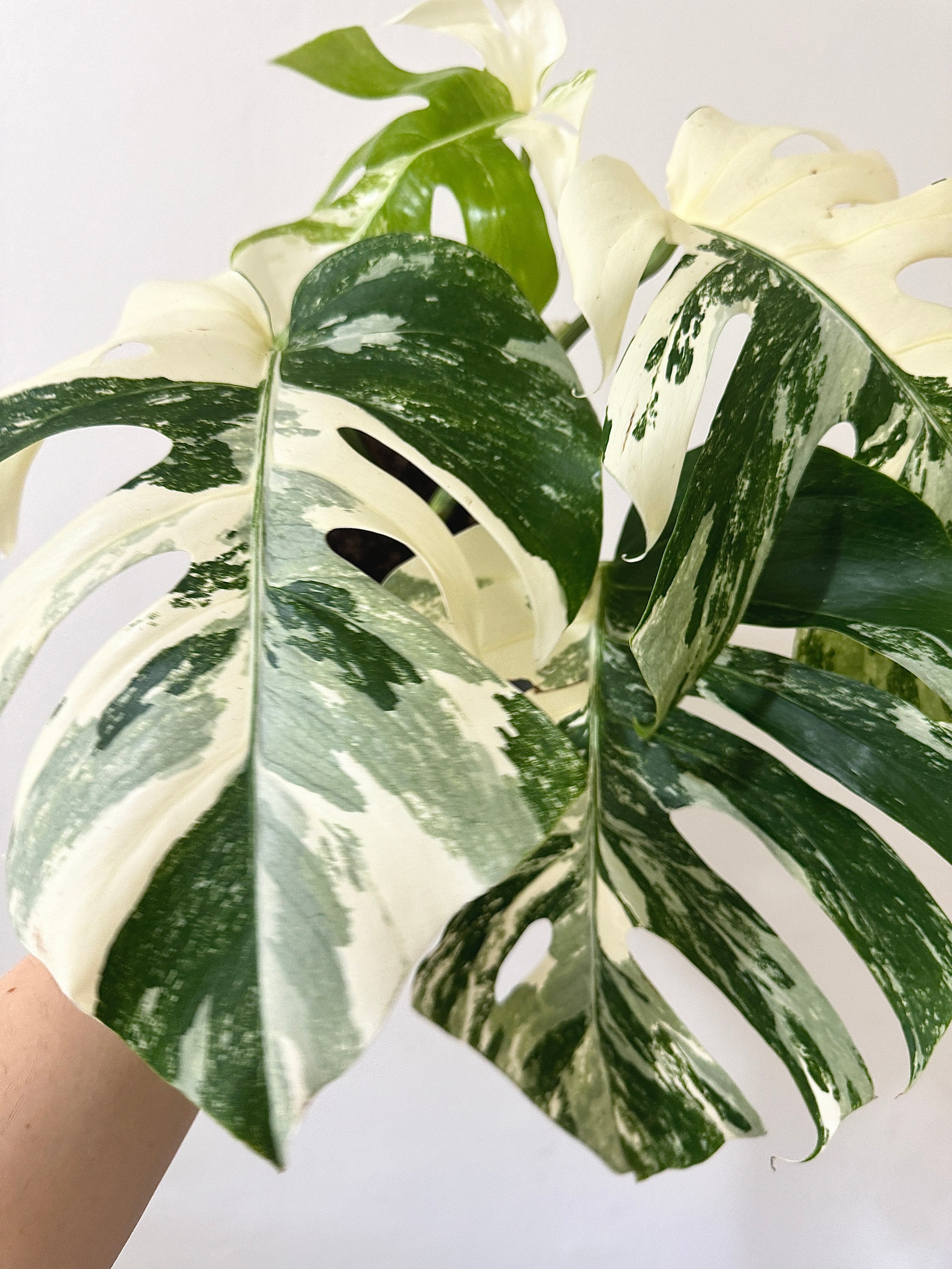 Monstera Albo Variegata White Tiger - Etsy