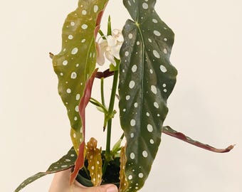 Begonia Maculata Polka Dot Plant - Maceta de 4" - maceta decorativa opcional