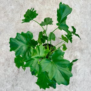 May include: A potted Philodendron plant featuring multiple vibrant green, deeply lobed, and glossy leaves that extend outward from a central base. The foliage displays a distinct wavy edge pattern and prominent veins across each leaf surface.