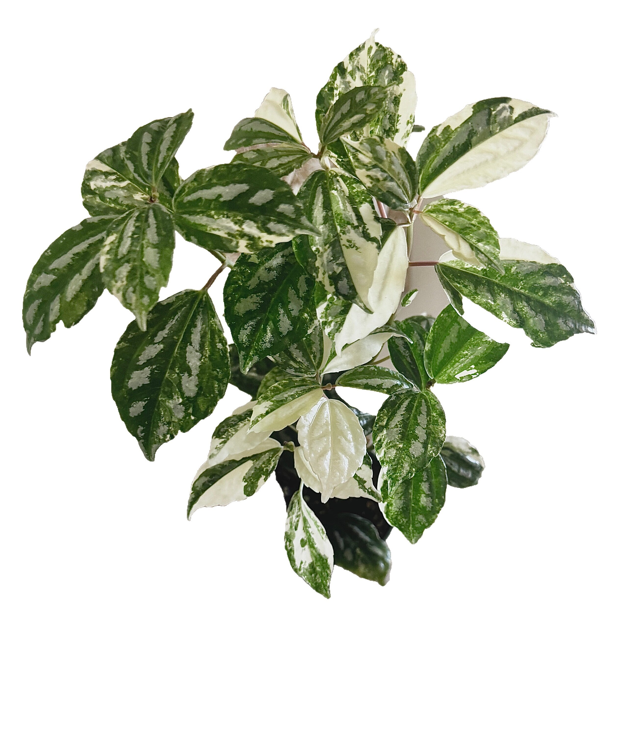 Variegated Pilea Cadierei Aluminium · Bumble Plants