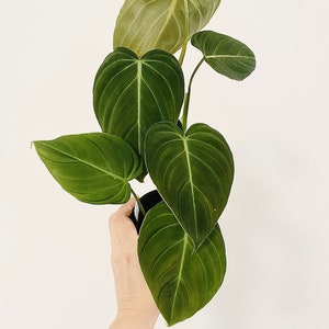 Philodendron Glorious Plant - Rare - 4 inch Nursery Pot