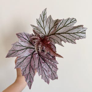 May include: Close-up of a begonia plant with large, textured leaves. The leaves are a soft pink color with dark green veins. The plant is held against a plain white background.