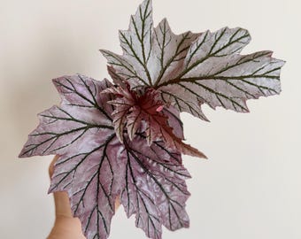 Begonia Lamoon Rare Plant - 4" Pot - Live Plant - optional deocrative pot