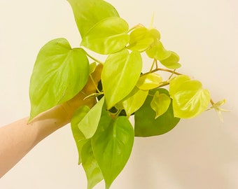 Philodendron Cordatum Lemon Lime Heart Leaf Plant - 4" Nursery Pot - Indoor Live Plant - optional decorative pot