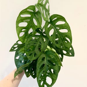 May include: A Monstera adansonii plant featuring multiple deep green, heart-shaped leaves with distinct natural perforations or fenestrations throughout the foliage. The plant has a trailing growth habit with several stems and textured leaf surfaces.