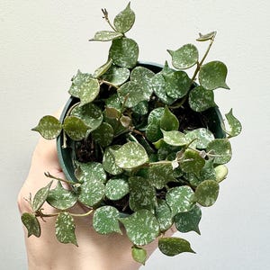 Hoya Curtisii Flowering Wax Plant - 4 inch Pot - Live Plant - optional decorative pot