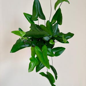 Fern Heart Plant - 6 inch Pot - optional deocrative pot