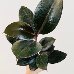 Ficus Elastica Burgundy Rubber Tree Plant - 4", 6”Nursery Pot - Live Plant - optional decorative pot