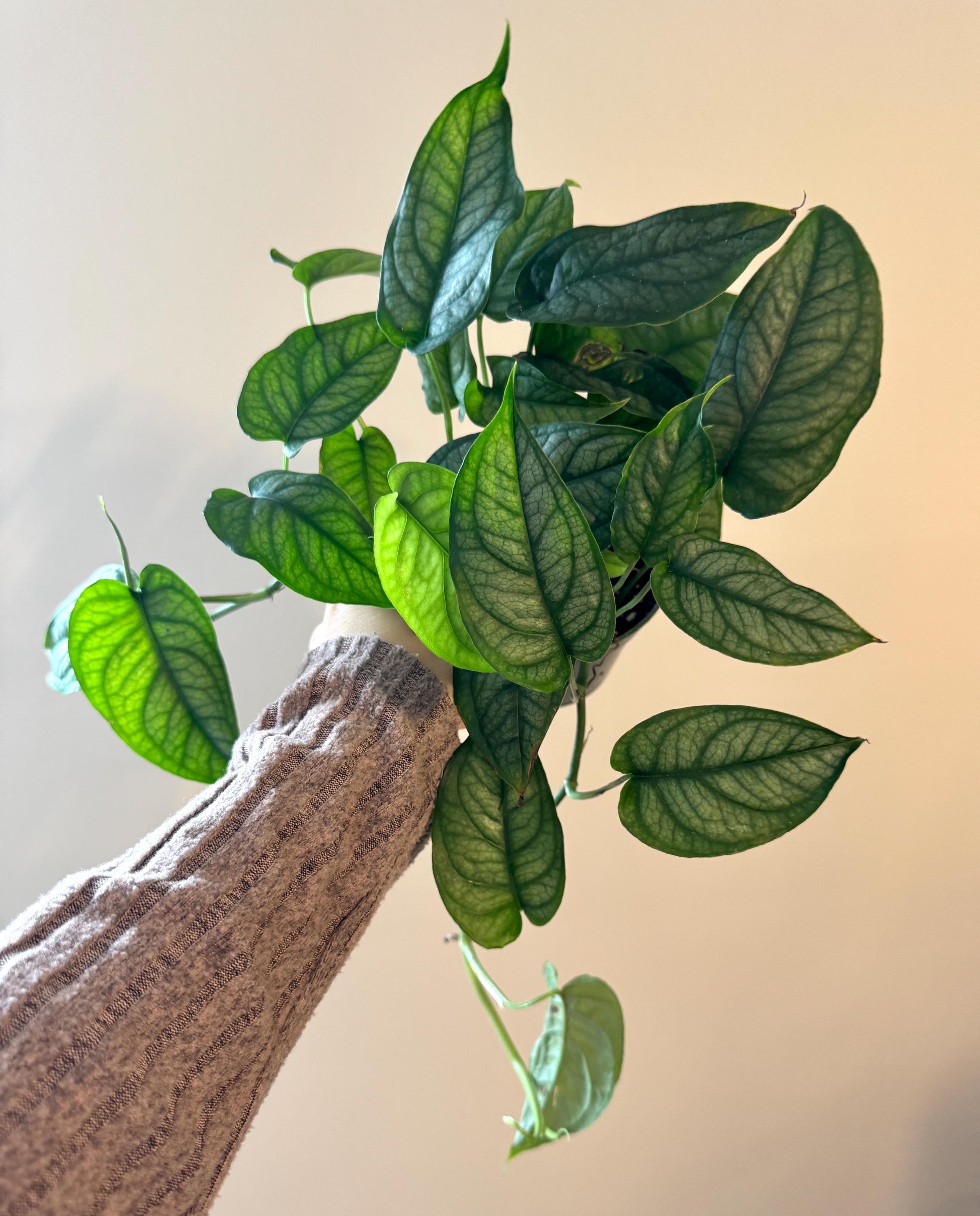 snake plant tree Artificial Snake Plant in Black Pot | Faux Tree