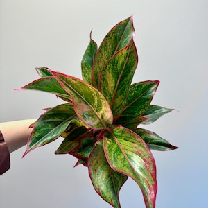 May include: An Aglaonema plant featuring pointed, lance-shaped leaves with a variegated pattern of deep green, lime green, and vibrant pink splashes. The edges of the foliage are outlined in a distinct, bright pink border.