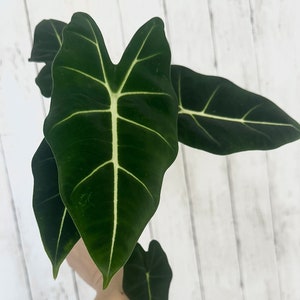 May include: Close-up of dark green Alocasia leaves with prominent white veins. The leaves have a velvety texture and a distinctive heart shape. The plant is set against a white wooden background. The image showcases the unique foliage of this houseplant.