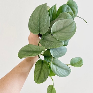 May include: A close-up of a houseplant with large, heart-shaped, silvery-green leaves. The leaves have a textured appearance and are arranged in a cascading pattern. The plant is held against a plain white background.