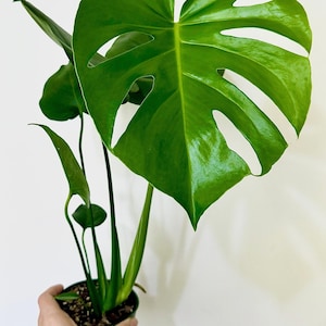 Monstera Deliciousa Plant  4", 6” Pot - Live Indoor Houseplant