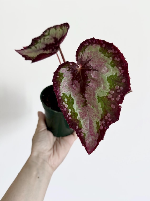 Begonia Celestial Strawberry Rare Flowering Plant - 3" Pot - optional decorative pot