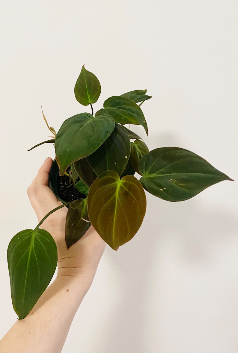 Philodendron Micans Plant 4 Nursery Pot Live Plant Etsy