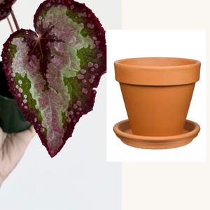 Puede incluir: Una planta Begonia con hojas en forma de coraz&oacute;n con patrones jaspeados de color burdeos intenso, rosa y verde claro, junto a una maceta de terracota de color naranja-marr&oacute;n con su plato de drenaje. Texto: With Terracotta Planter. Has drainage and saucer.