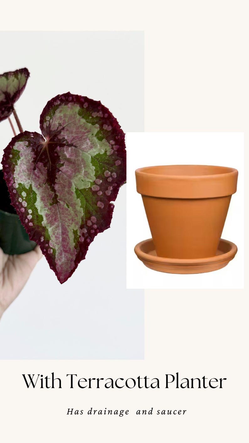 Puede incluir: Una planta Begonia con hojas en forma de coraz&oacute;n con patrones jaspeados de color burdeos intenso, rosa y verde claro, junto a una maceta de terracota de color naranja-marr&oacute;n con su plato de drenaje. Texto: With Terracotta Planter. Has drainage and saucer.