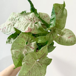 Syngonium Milk Confetti Plant - 4”, 6&quot;  Pot - Live Plant