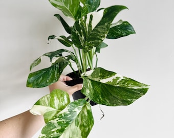 Monstera Super Golden 2” Pot (ALL STARTER PLANTS Require You to