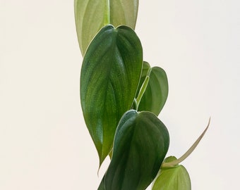 Epipremnum pinnatum: Green, Mint, Albo, Aurea, Aure “yellow flame” 