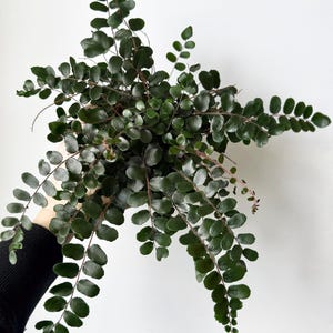 May include: A dark green fern plant with delicate, rounded leaves. The plant is held in a person's hand.