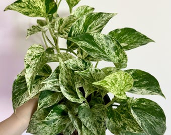 Planta viva Pothos Marble Queen - Maceta de 15 cm - Maceta decorativa opcional