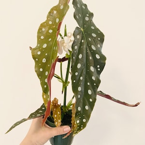 May include: A potted polka dot begonia plant with white flowers. The plant has green leaves with white spots and red edges.