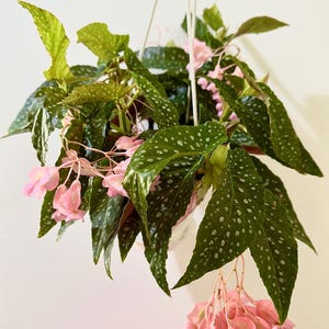 Begonia White Ice Flowering Plant  - 4.5 Hanging Pot - Polka Dot Elephant Ear Plant