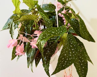 Begonia White Ice Angel Wing Flowering Plant  - 4.5 Hanging Pot - Polka Dot Elephant Ear Plant