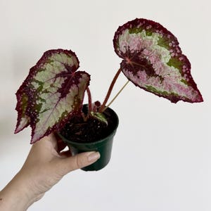 Puede incluir: Una planta de begonia Rex en una peque&ntilde;a maceta de pl&aacute;stico verde. La planta presenta dos hojas grandes en forma de coraz&oacute;n con un patr&oacute;n variegado de color burdeos intenso, rosa claro y verde oliva, con venas rojas y manchas rosadas.