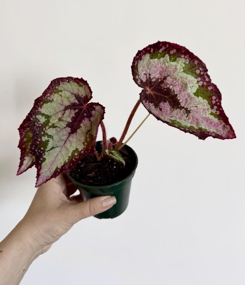 Puede incluir: Una planta de begonia Rex en una peque&ntilde;a maceta de pl&aacute;stico verde. La planta presenta dos hojas grandes en forma de coraz&oacute;n con un patr&oacute;n variegado de color burdeos intenso, rosa claro y verde oliva, con venas rojas y manchas rosadas.