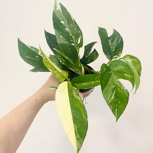 hoya pachyclada variegata Hoya pachyclada Waxplant Houseplant