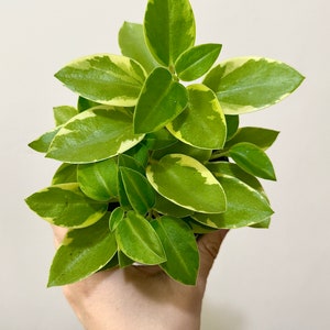 May include: A small potted plant with green and yellow variegated leaves. The plant is being held in a hand.
