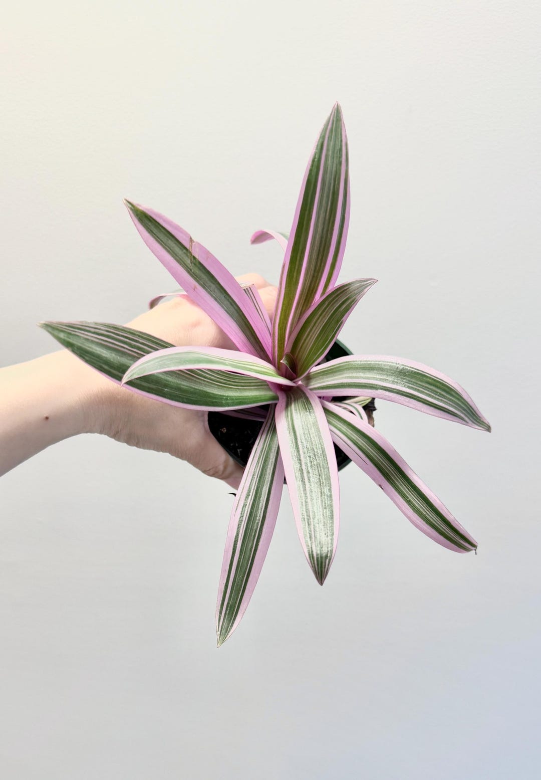 Tradescantia Spathacea Rhoeo Di…