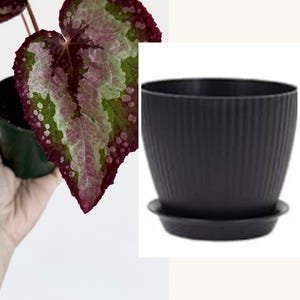 Puede incluir: Una maceta de pl&aacute;stico negro con textura exterior acanalada, que incluye un plato circular a juego. El texto Black Plastic Planter Has drainage and Saucer aparece impreso debajo de la imagen de la maceta y una planta de hojas variegadas.