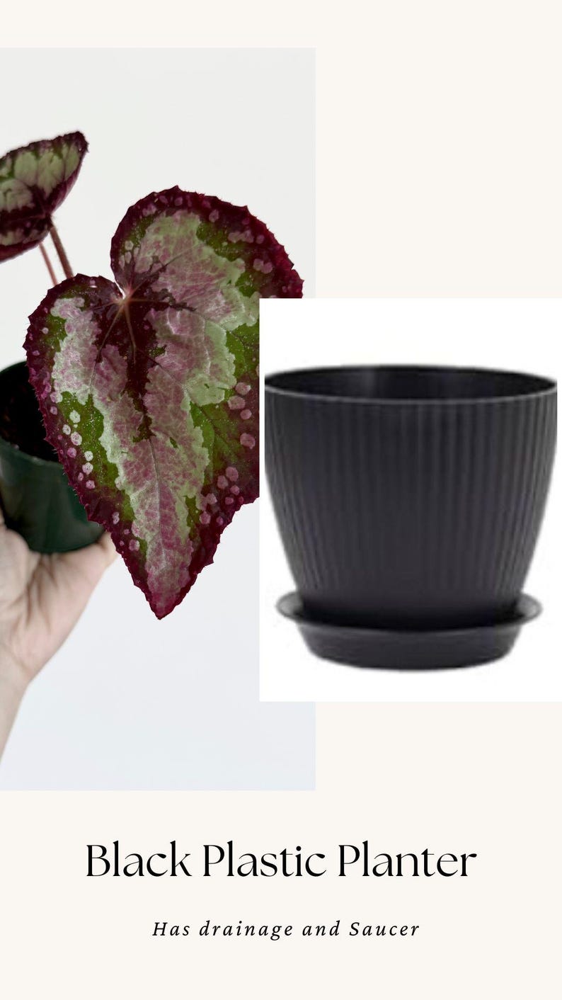 Puede incluir: Una maceta de pl&aacute;stico negro con textura exterior acanalada, que incluye un plato circular a juego. El texto Black Plastic Planter Has drainage and Saucer aparece impreso debajo de la imagen de la maceta y una planta de hojas variegadas.
