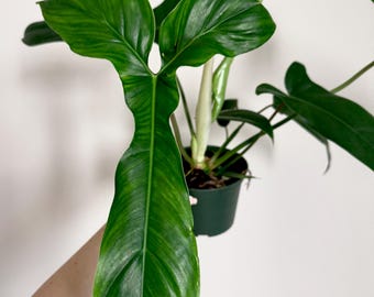 where to buy a pothos plant Popular Pothos Plants 4-pack: Easy Hanging Vines & Variegated Plants -   Altman Plants