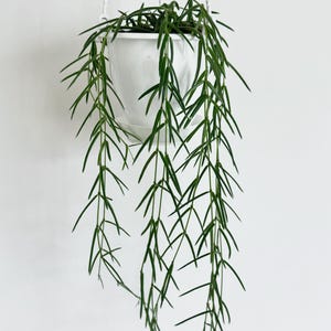 May include: A trailing Hoya linearis plant with long, thin, dark green needle-like leaves growing from a white plastic hanging pot. The plant is suspended by white cords, and the slender stems cascade downward in a dense, vertical arrangement.