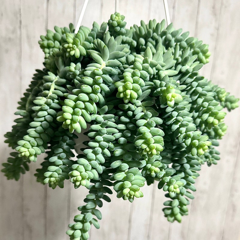 Donkey Tail Plant Improves Indoor Air Quality