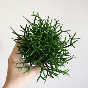May include: A Rhipsalis baccifera, commonly known as a mistletoe cactus, featuring a dense cluster of thin, cylindrical, dark green stems that branch out in multiple directions, creating a complex, interconnected, and sprawling structure.