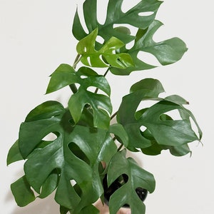 May include: A green Monstera plant with large, fenestrated leaves. The plant is potted and being held by a hand.