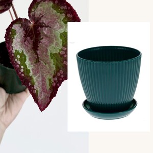 Puede incluir: Una maceta de pl&aacute;stico verde oscuro con detalles acanalados verticales y un plato circular a juego. La maceta presenta una abertura ancha y una base c&oacute;nica. El texto "With Green Plastic Planter" y "Has drainage and Saucer" es visible.