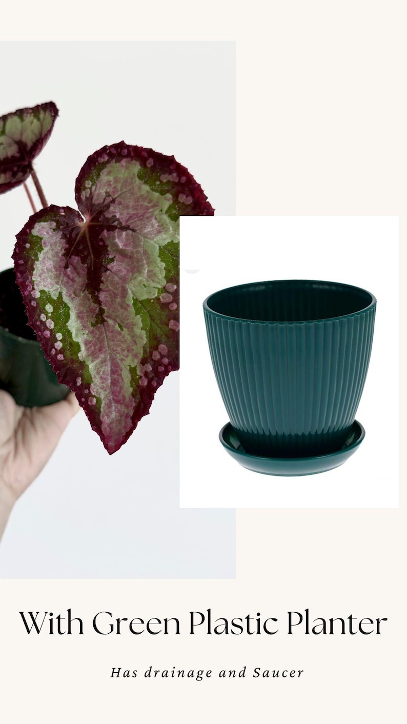 Puede incluir: Una maceta de pl&aacute;stico verde oscuro con detalles acanalados verticales y un plato circular a juego. La maceta presenta una abertura ancha y una base c&oacute;nica. El texto "With Green Plastic Planter" y "Has drainage and Saucer" es visible.